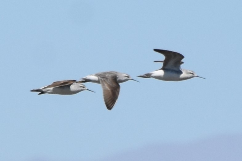 Phalarope de Wilson - ML639481499