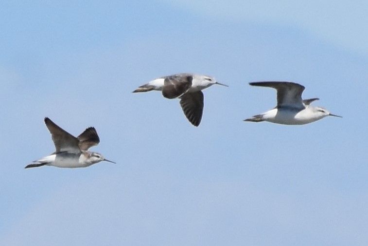 Phalarope de Wilson - ML639481500