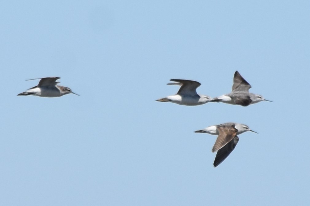 Phalarope de Wilson - ML639481501