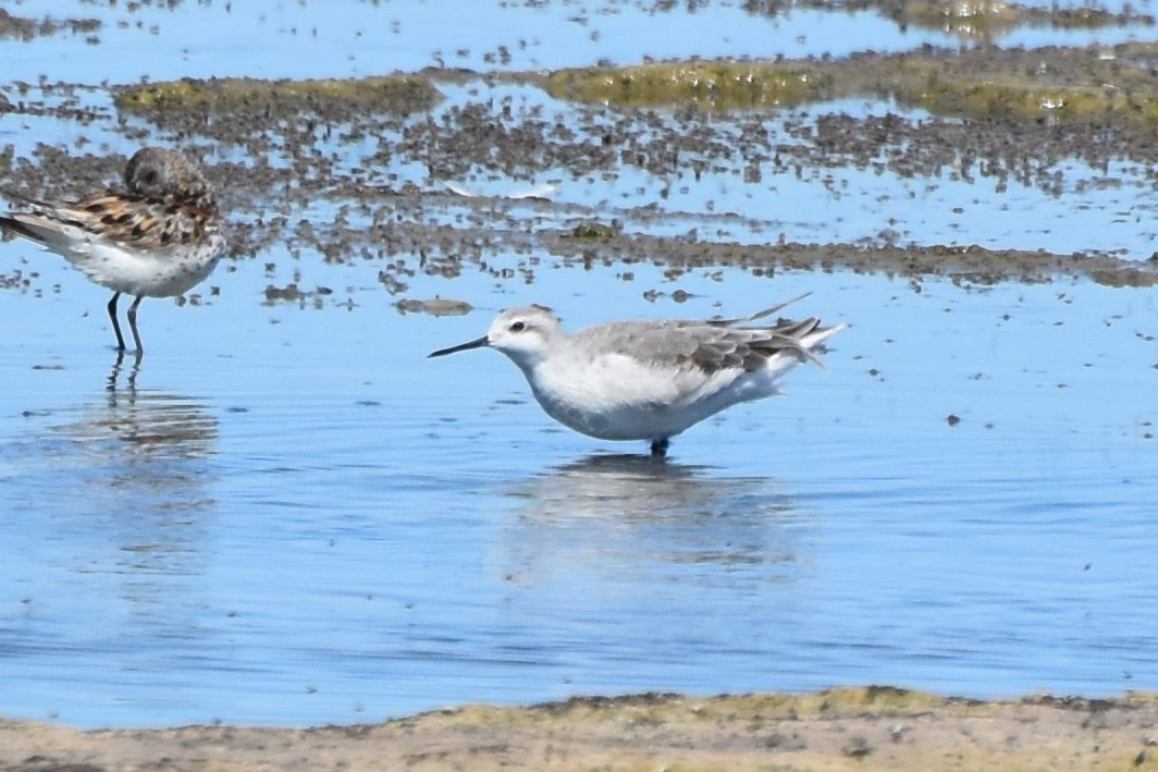 Phalarope de Wilson - ML639481502