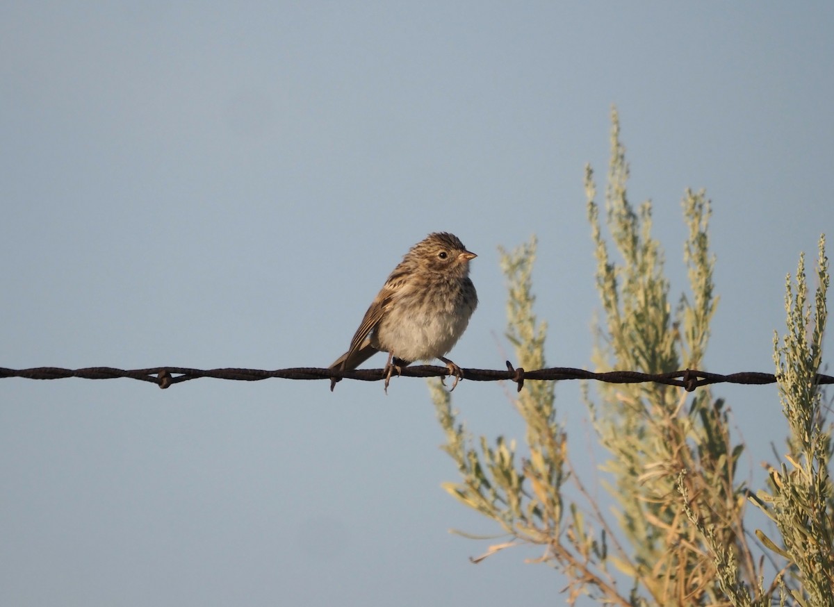 Карнатка лучна - ML639481633