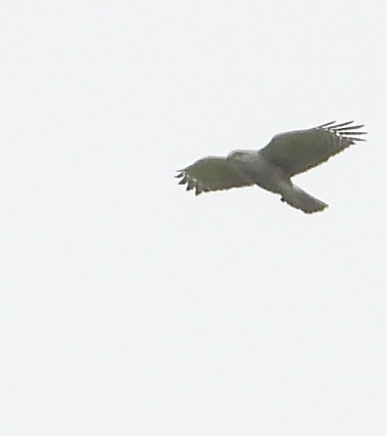 Ridgway's Hawk - ML639481713