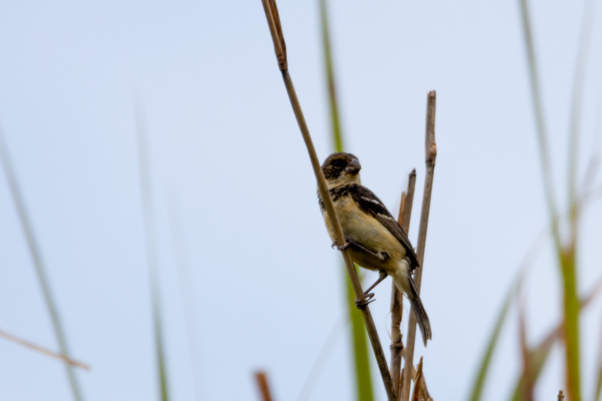 Morelet's Seedeater - ML639481961