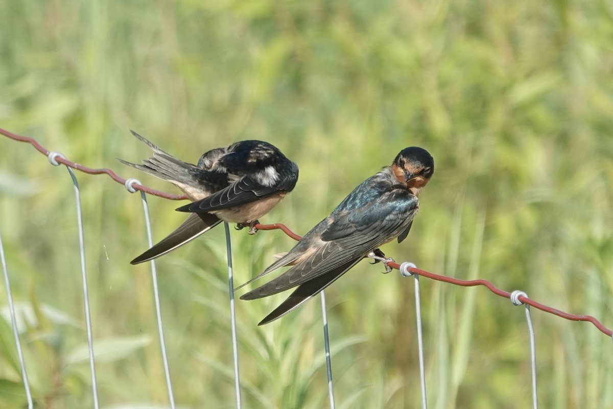 Асрын хараацай - ML639481981