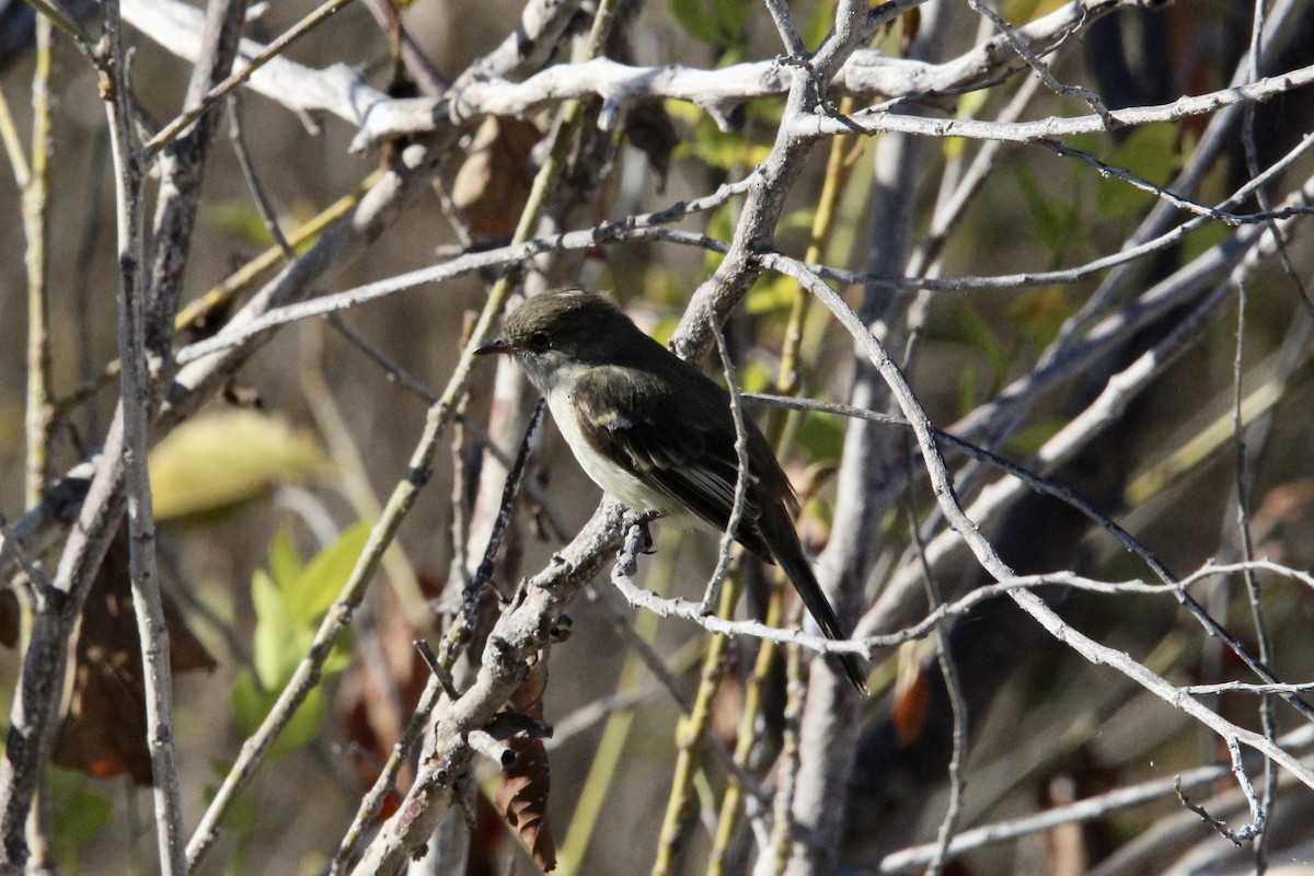 Caribbean Elaenia - ML639482004