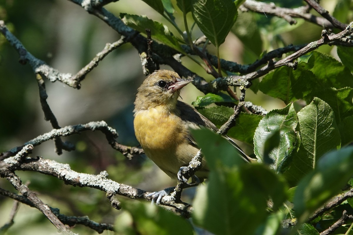 Baltimore Oriole - ML639482036