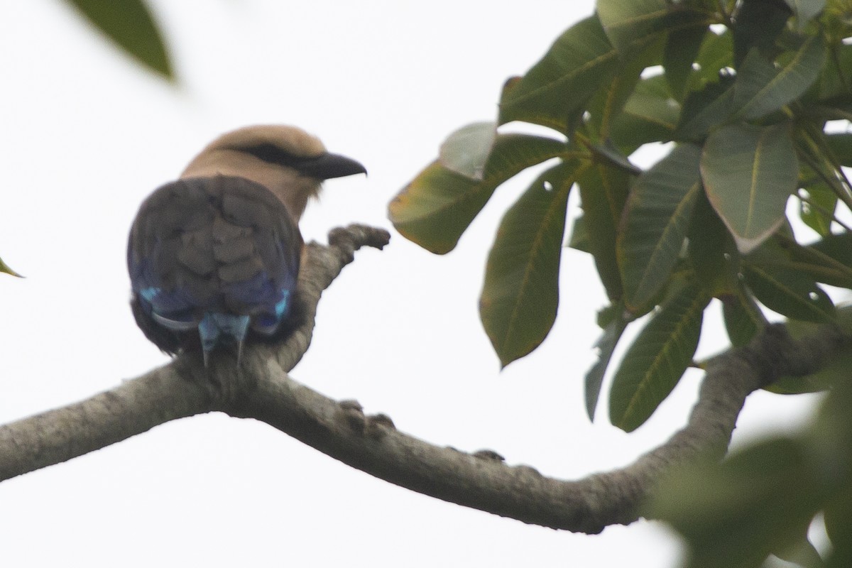 hvithoderåke - ML639482074