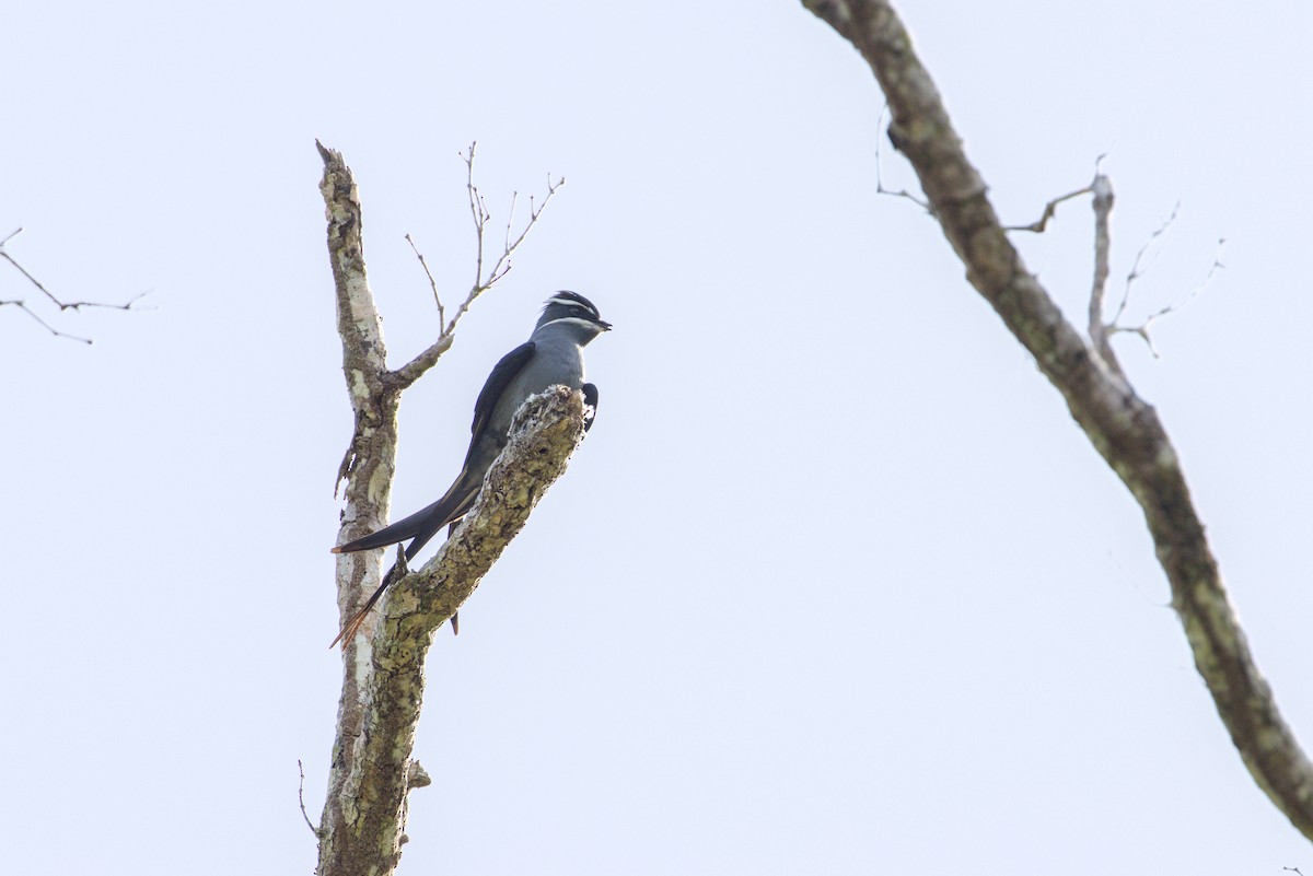 Moustached Treeswift - ML639482210