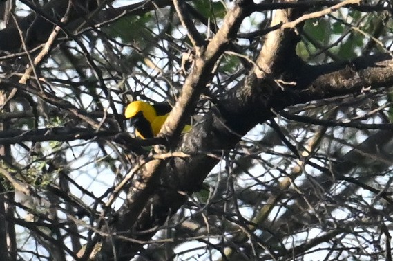 White-edged Oriole - ML639482224