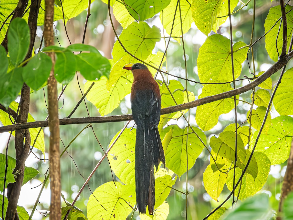 Yellow-billed Malkoha - ML639482297