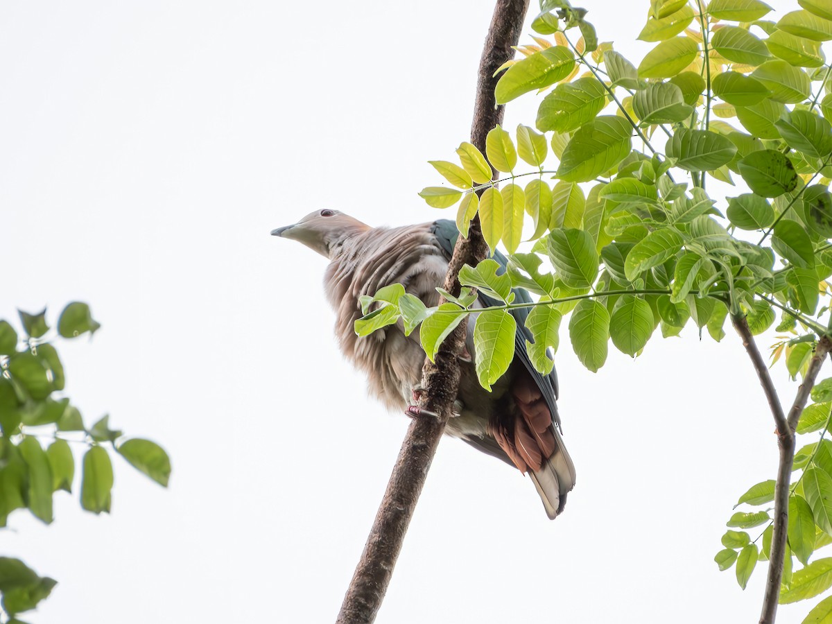 Green Imperial-Pigeon (Rufous-naped) - ML639482351
