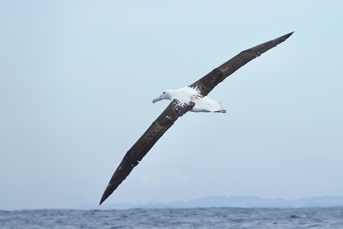 Northern Royal Albatross - ML639482426