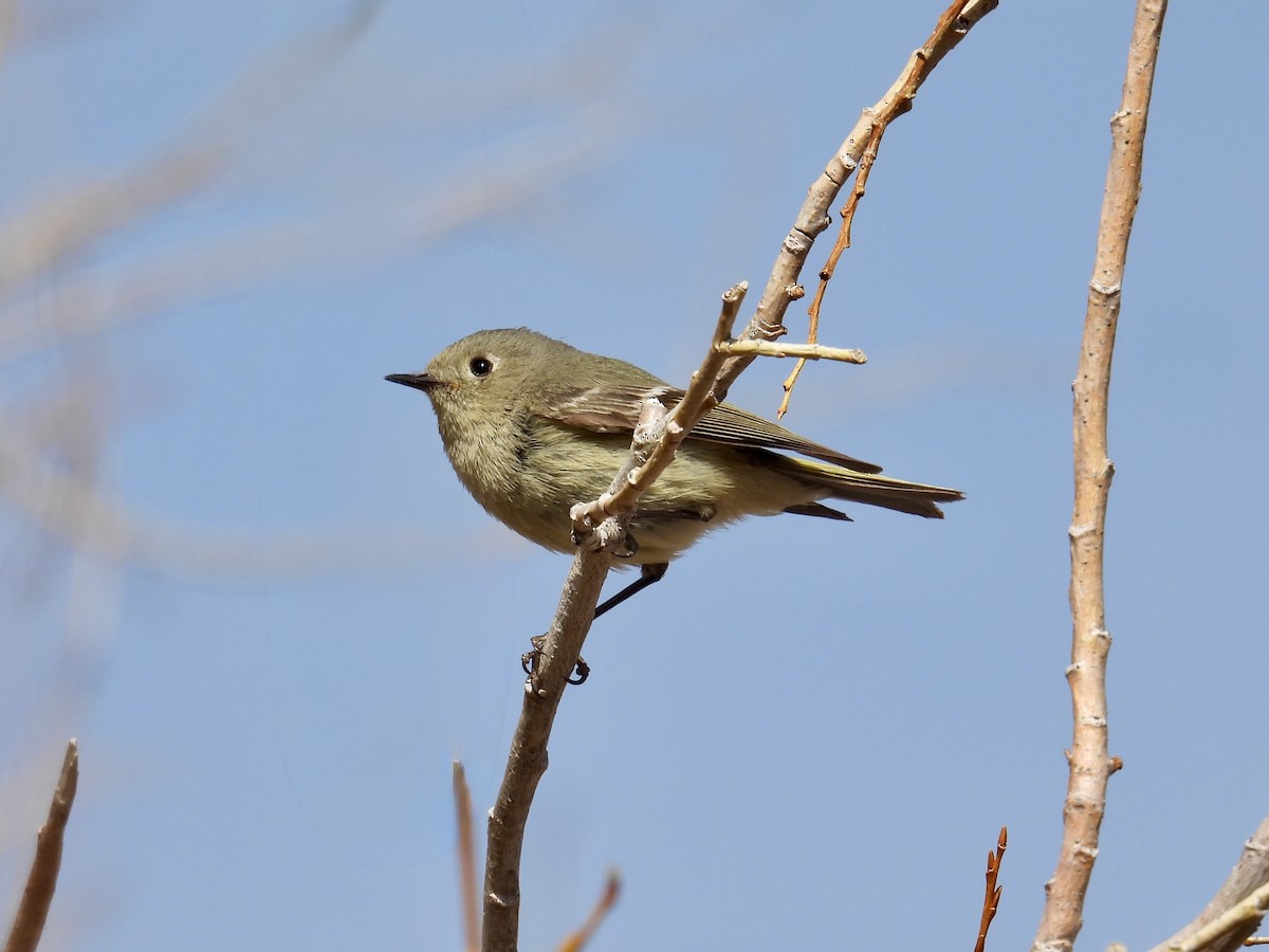 Rubingoldhähnchen - ML639482466