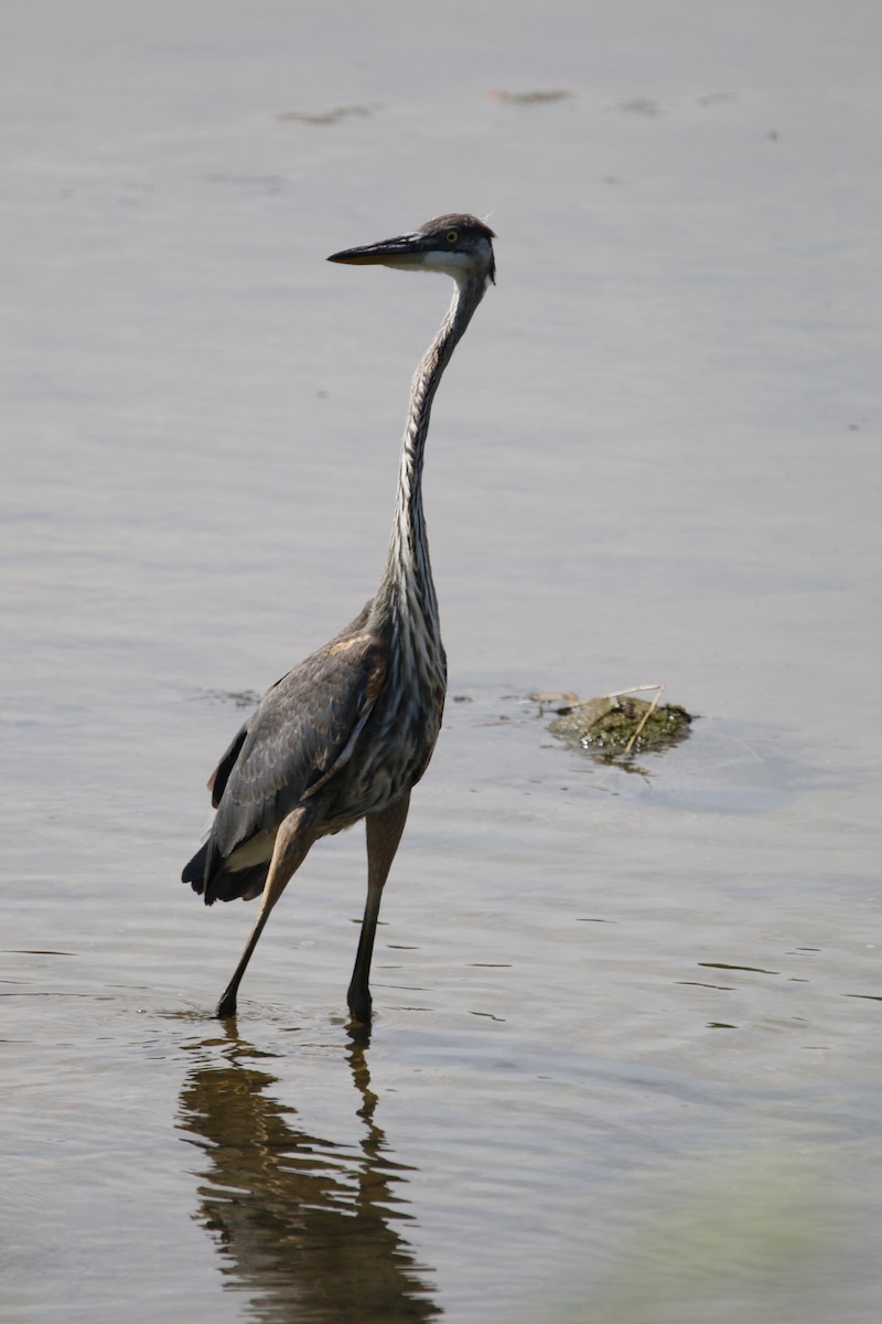 Great Blue Heron - ML639482520