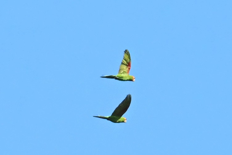 Cordilleran Parakeet - ML639482522