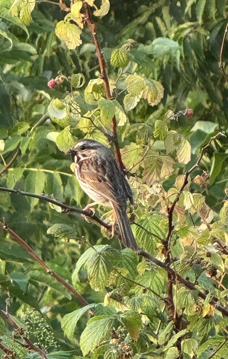 Song Sparrow - ML639482536