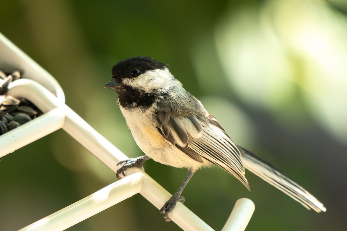 Black-capped Chickadee - ML639482704