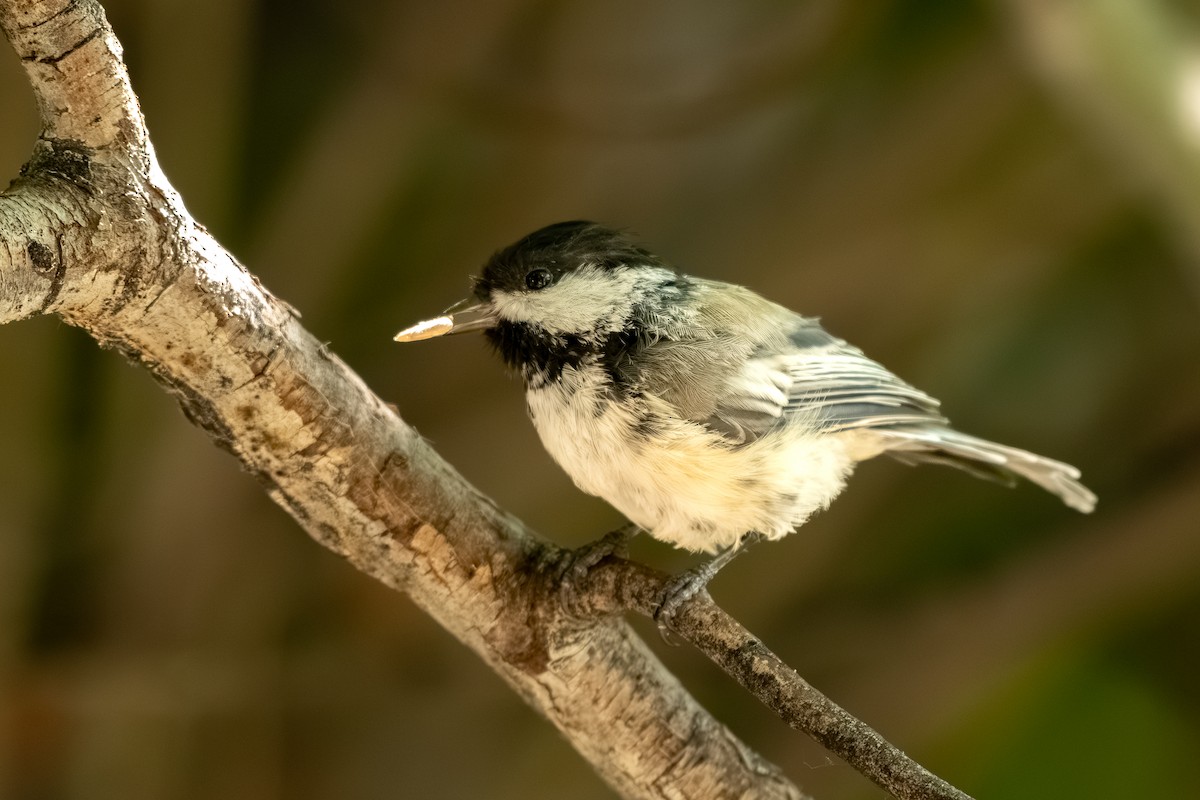 Black-capped Chickadee - ML639482705