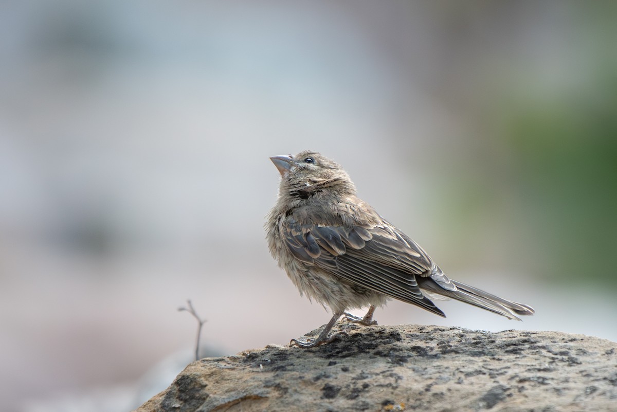 House Finch - ML639482722
