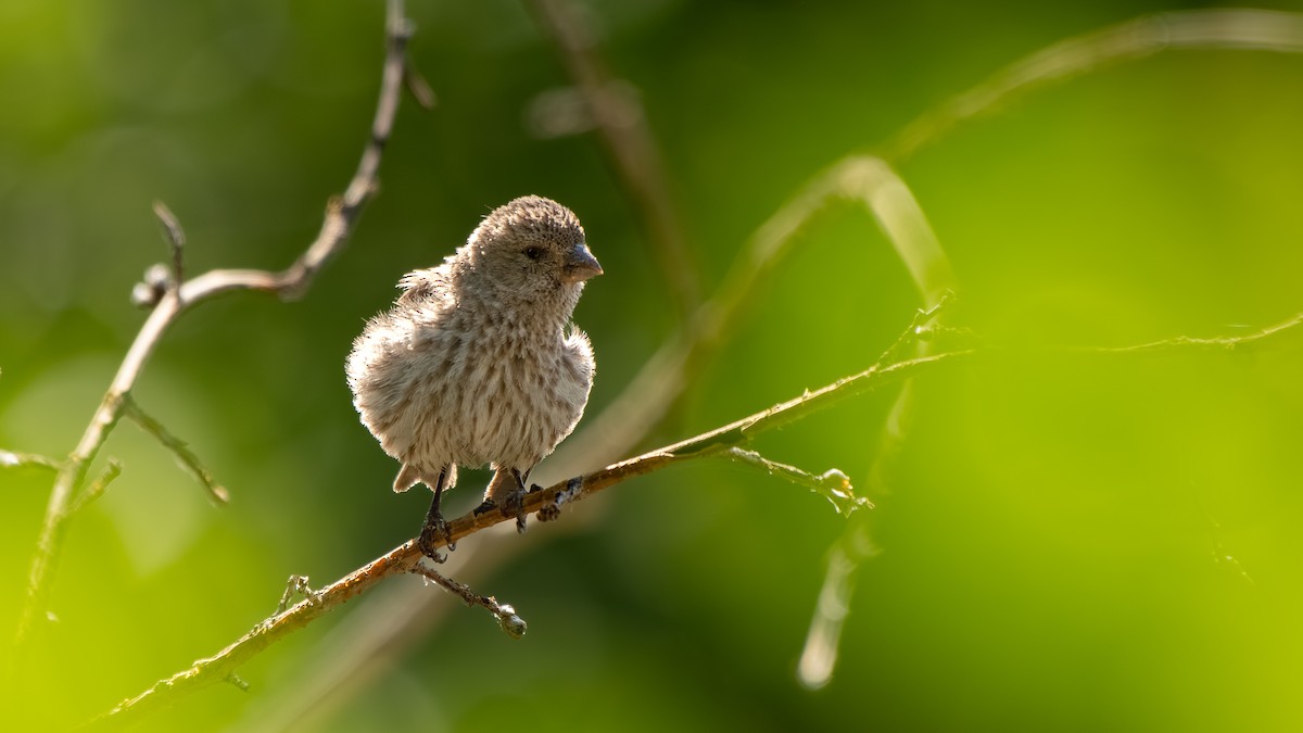 House Finch - ML639482723