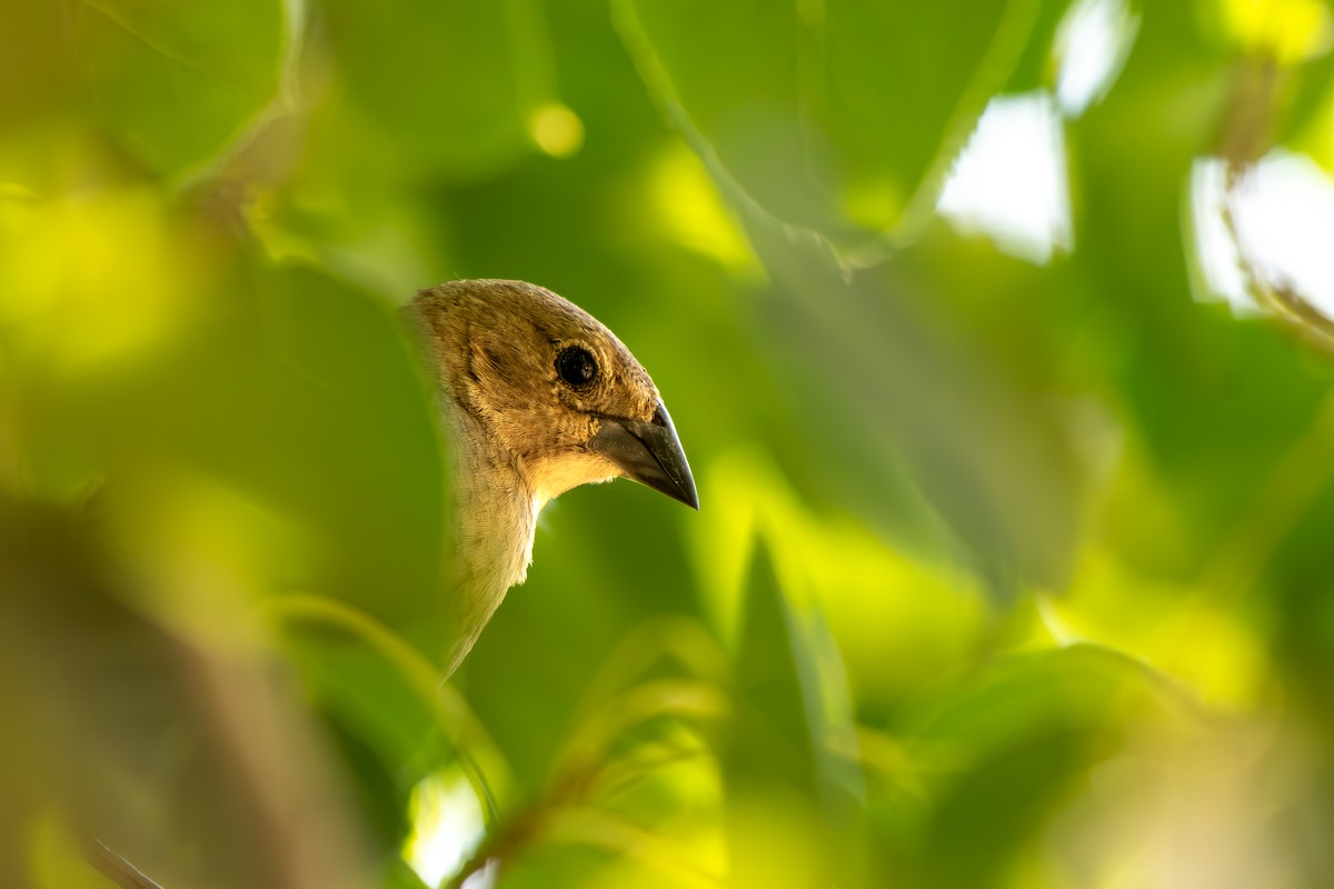 Brown-headed Cowbird - ML639482748