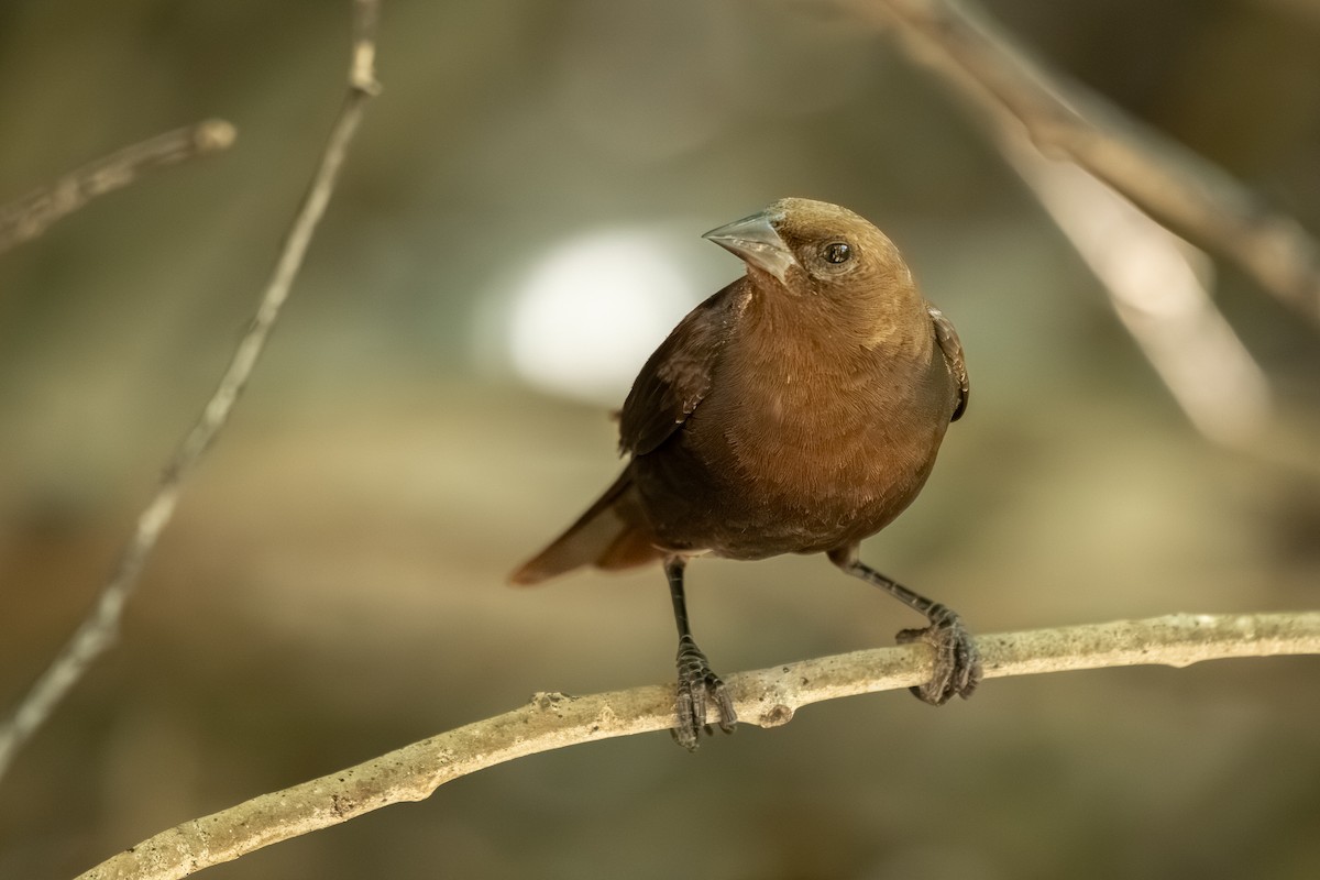 Brown-headed Cowbird - ML639482749