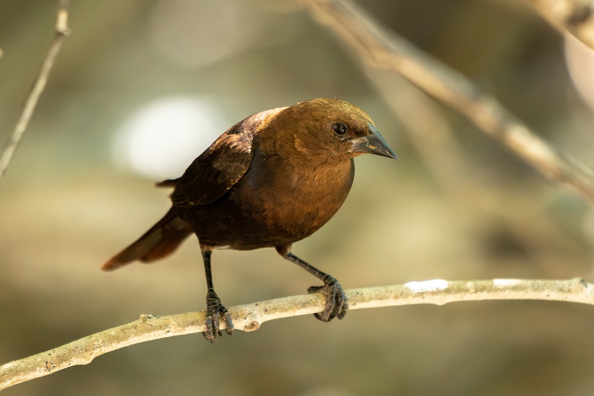 Brown-headed Cowbird - ML639482750