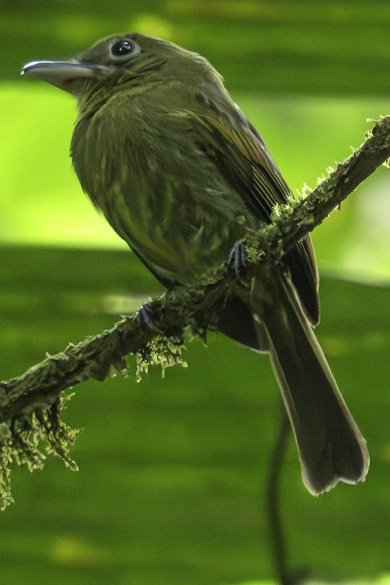 Pacific Flatbill - ML639482758
