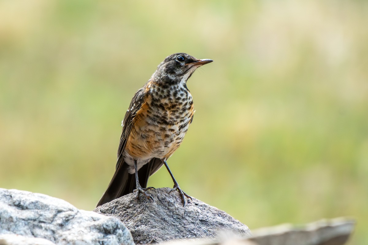American Robin - ML639482778