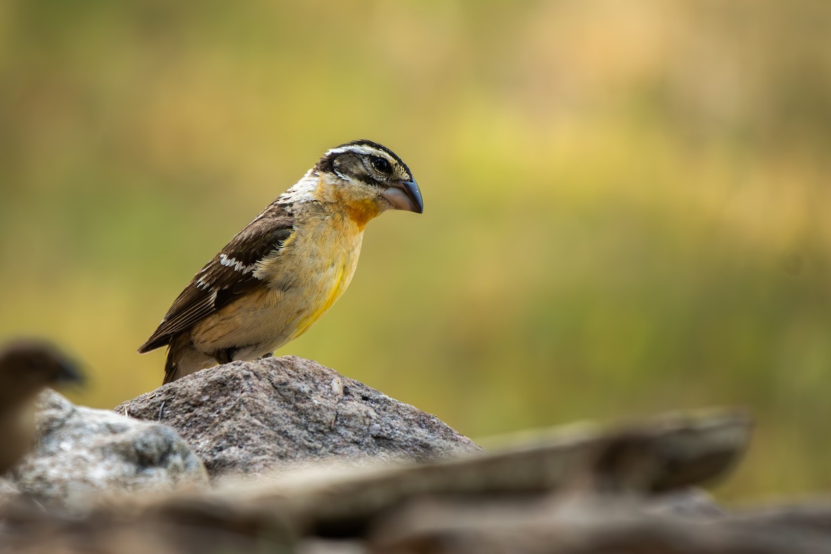 Black-headed Grosbeak - ML639482803
