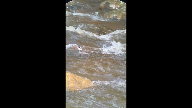 Torrent Duck - ML639482875