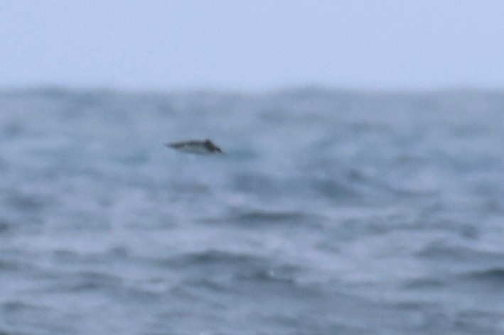 Manx Shearwater - ML639482957