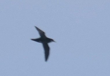 Manx Shearwater - ML639482958