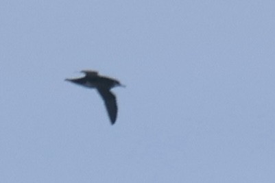 Manx Shearwater - ML639482959