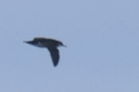 Manx Shearwater - ML639482960