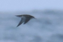 Manx Shearwater - ML639482961