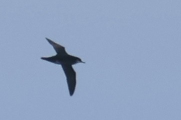Manx Shearwater - ML639482962