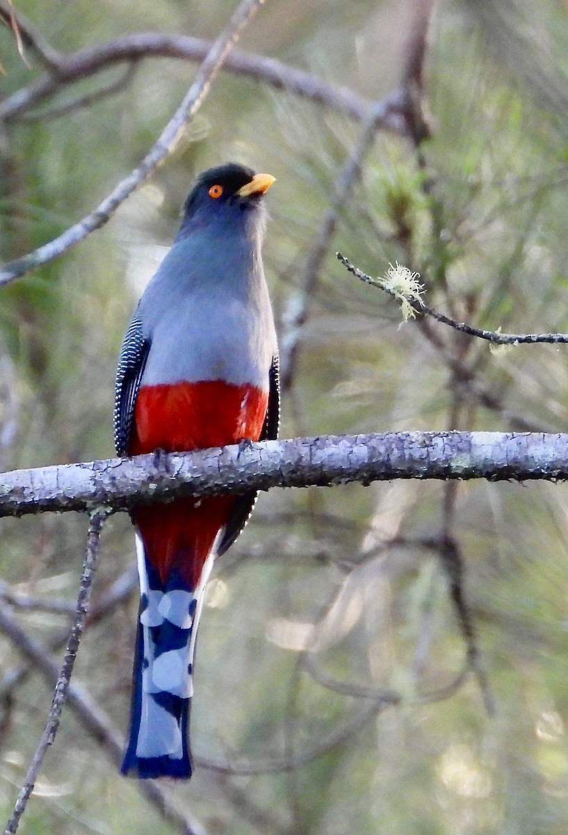 hispaniolatrogon - ML639482966