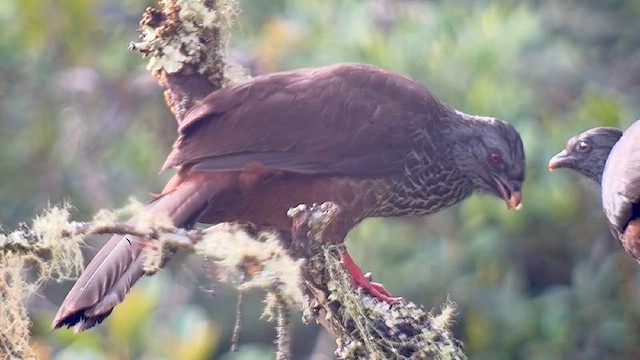 Andean Guan - ML639483023