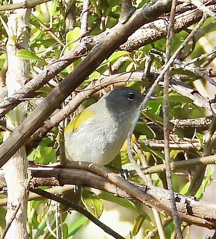 grønnhaleparula - ML639483100
