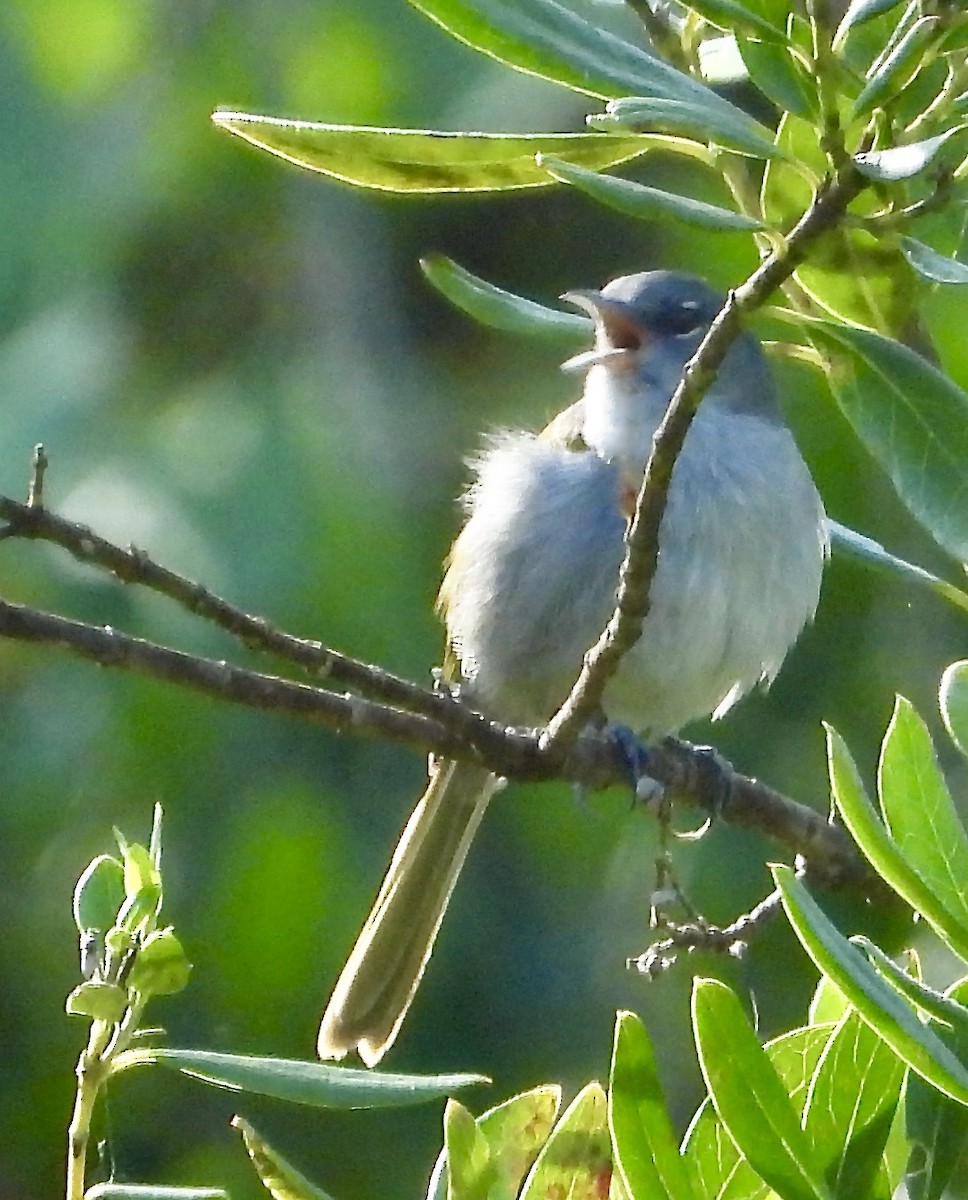 grønnhaleparula - ML639483108