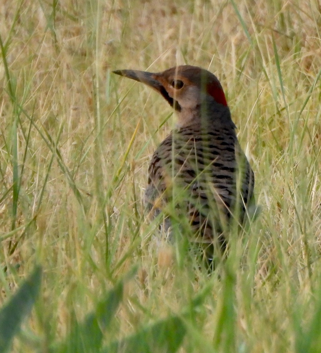 Northern Flicker - ML639483140