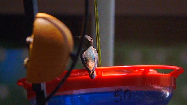 Rufous/Allen's Hummingbird - ML639483149