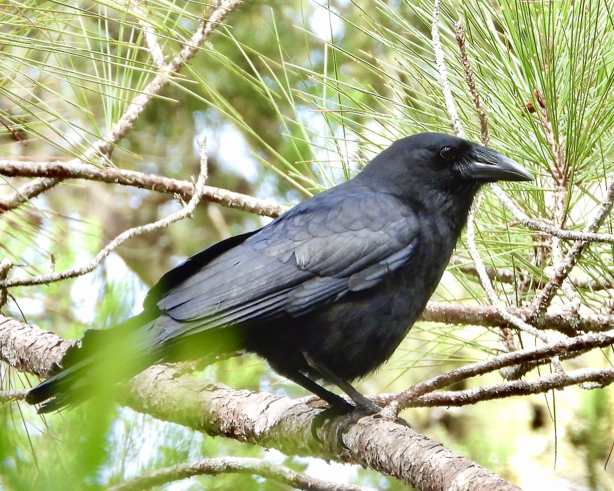 Hispaniolan Palm-Crow - ML639483185