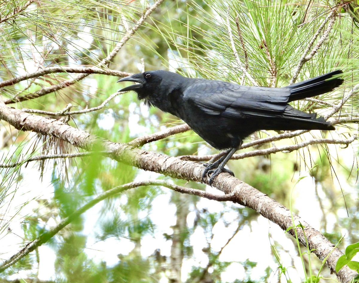 Hispaniolan Palm-Crow - ML639483186