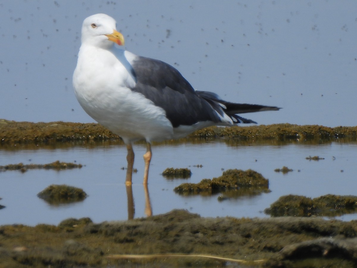 Yellow-footed Gull - ML639483188