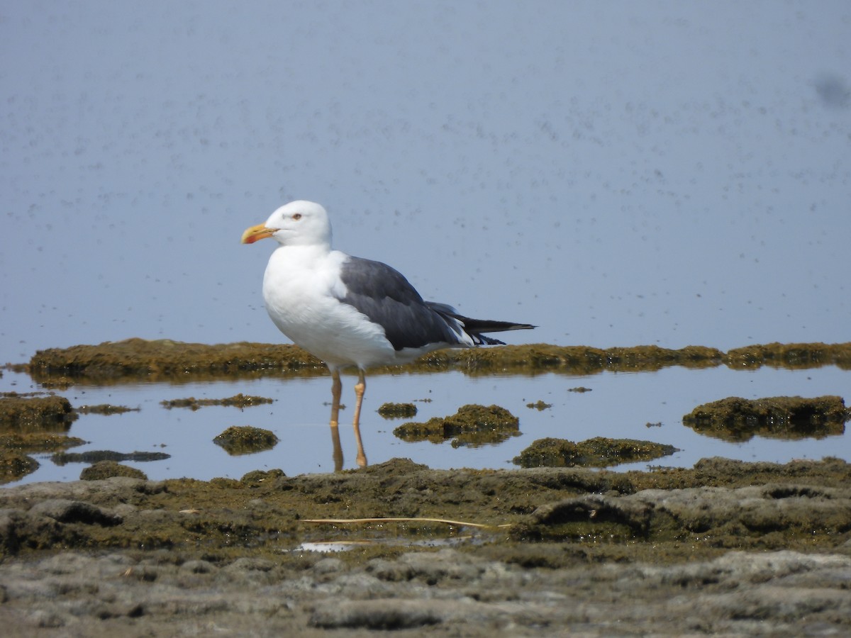 Yellow-footed Gull - ML639483190