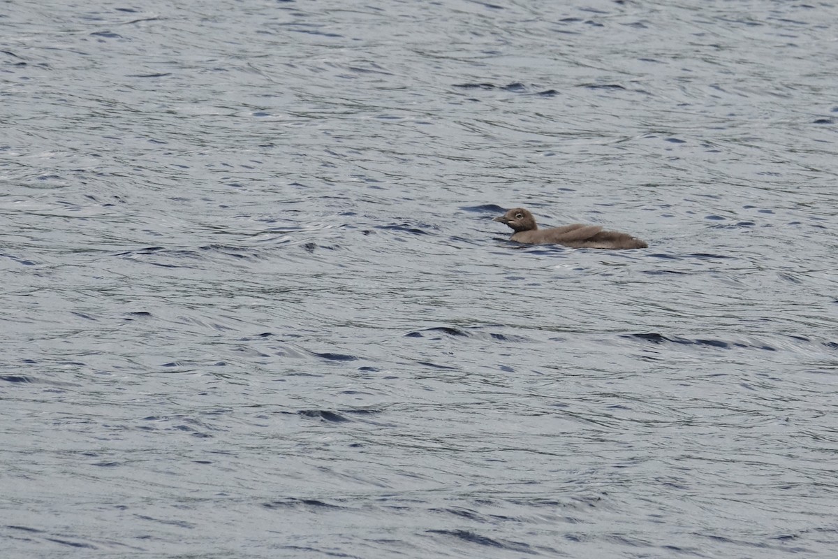 Common Loon - ML639483197