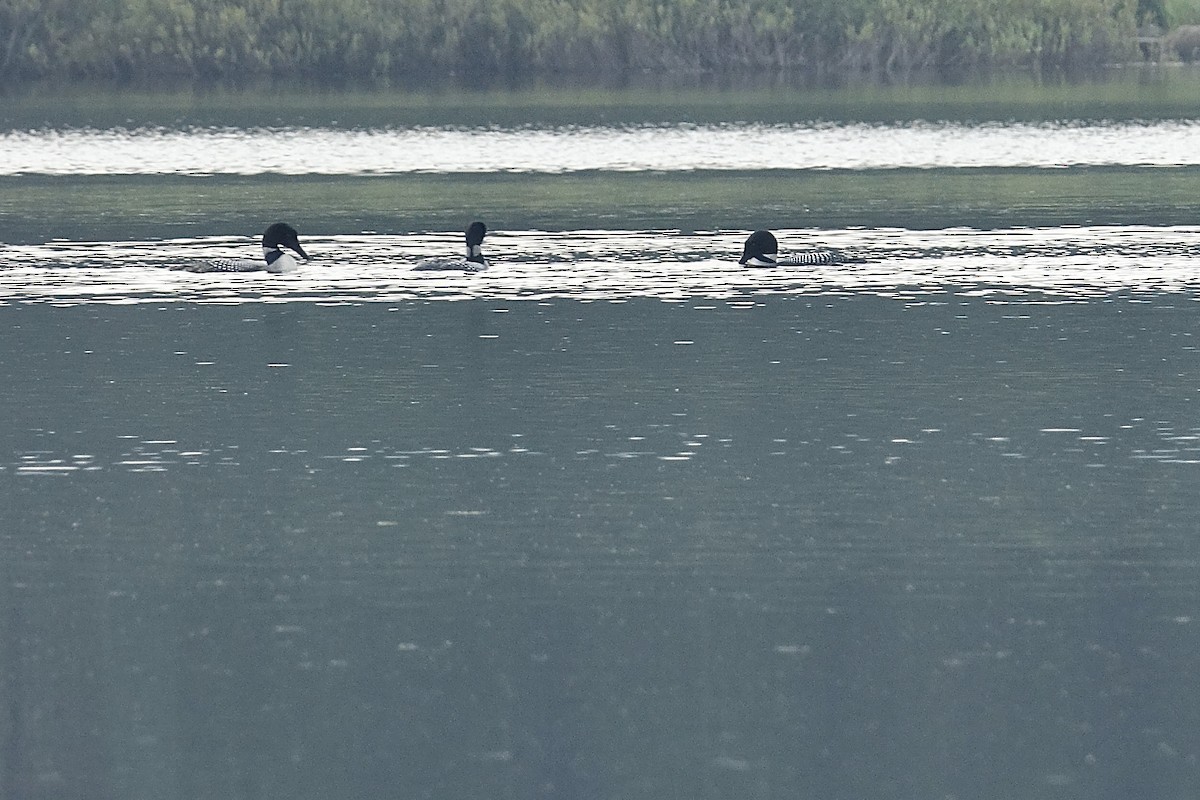 Common Loon - ML639483198