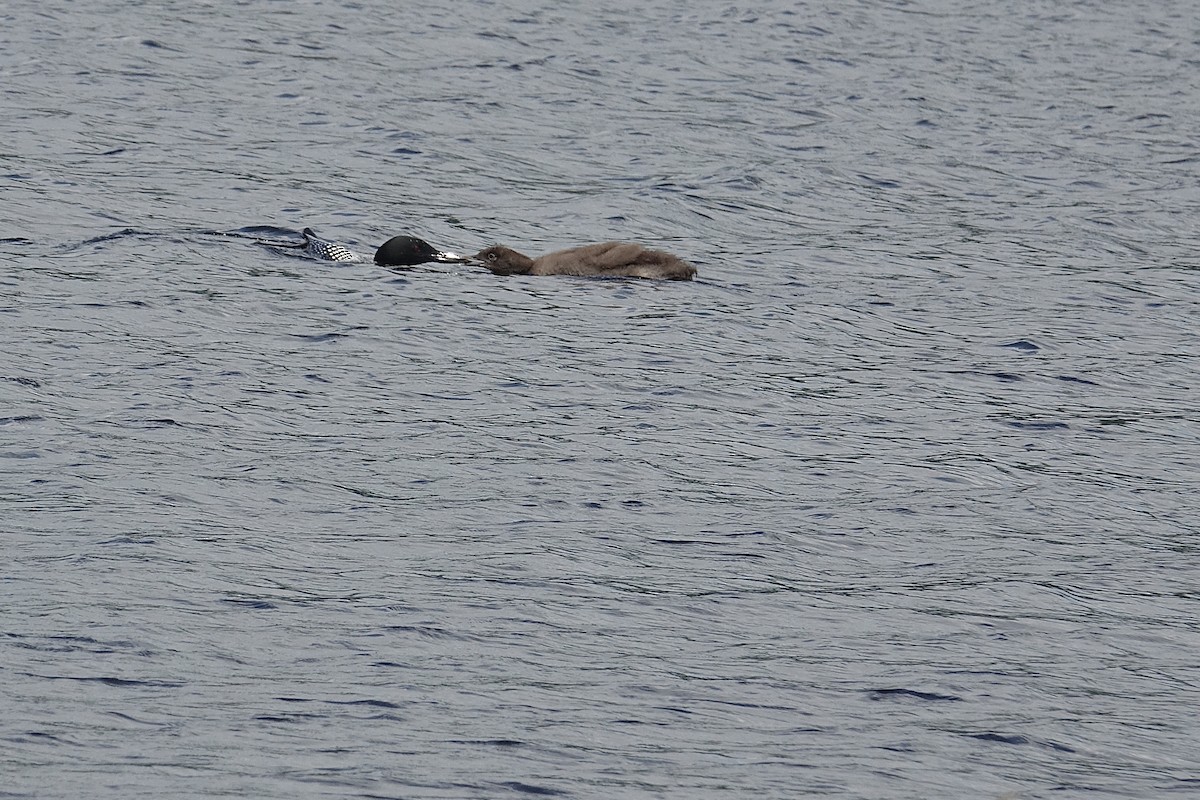 Common Loon - ML639483199